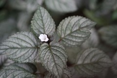 Hemigraphis alternata